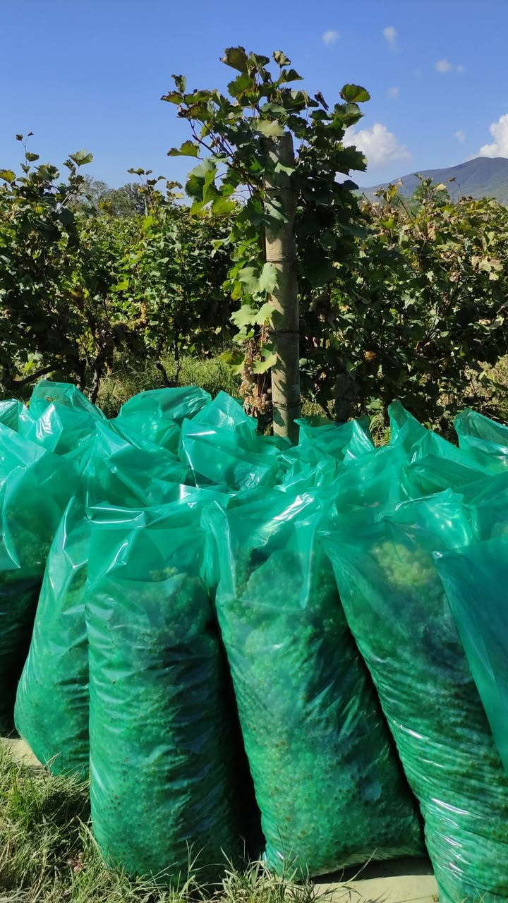 Sagarecoda şarap fabrikasının yanında şimdi üzüm topluyoruz — 1.3₾
