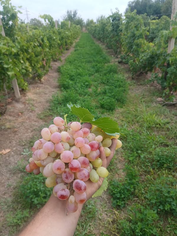 ​🍇 «ANAHIT» TELEVİZYON QABAĞI 🍇 — 200֏