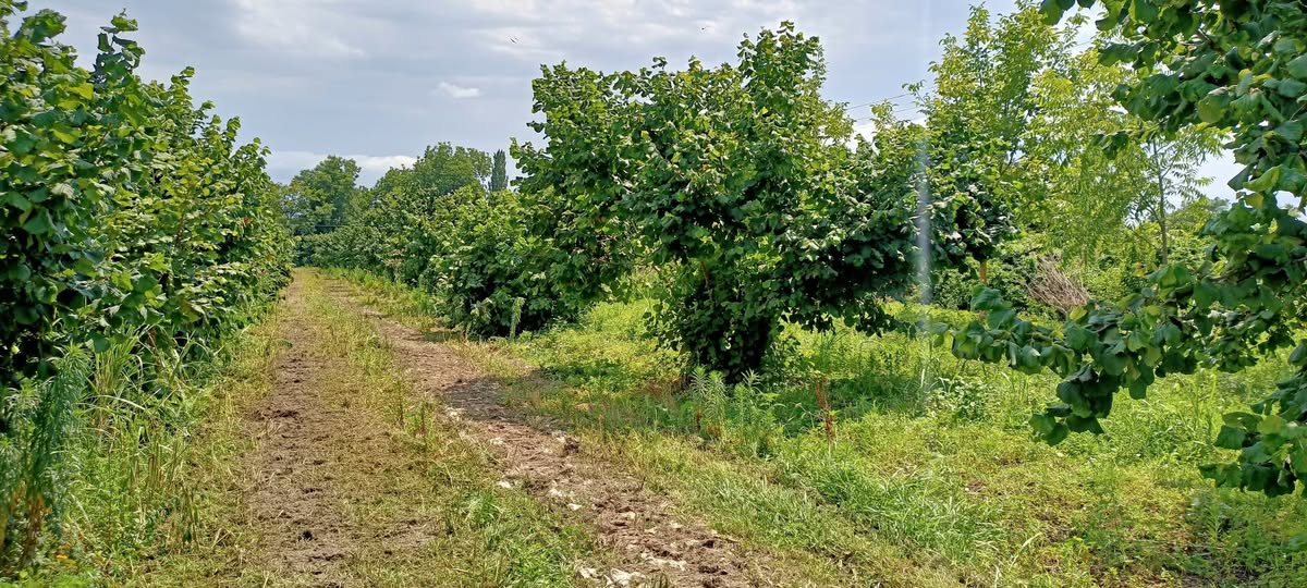 Arazi parçası, Lagodehı - $25,000