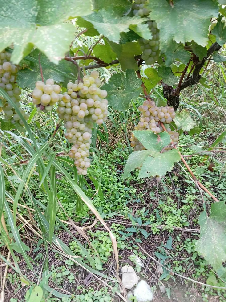 Продаётся ржавчина на деталях, свяжитесь с нами