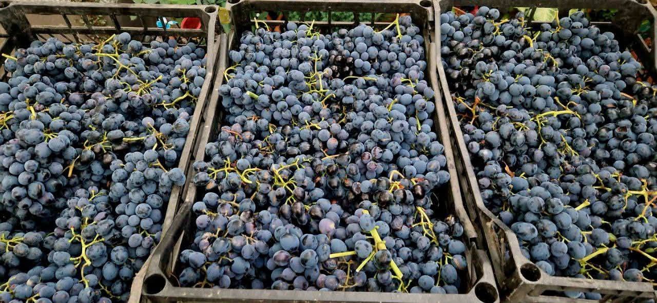 🍁🍇🍁 იყიდება ყურძენი 🍁🍇🍁 📲 🍁🍂 — 1.5₾