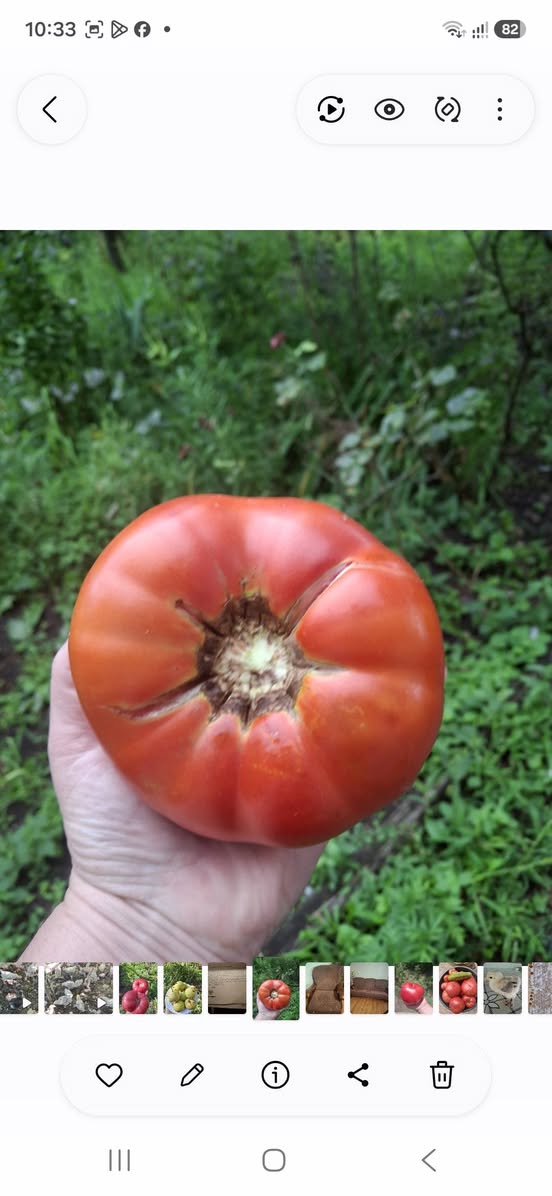 I buy my garden, old-fashioned grandfather seeds. Tomato