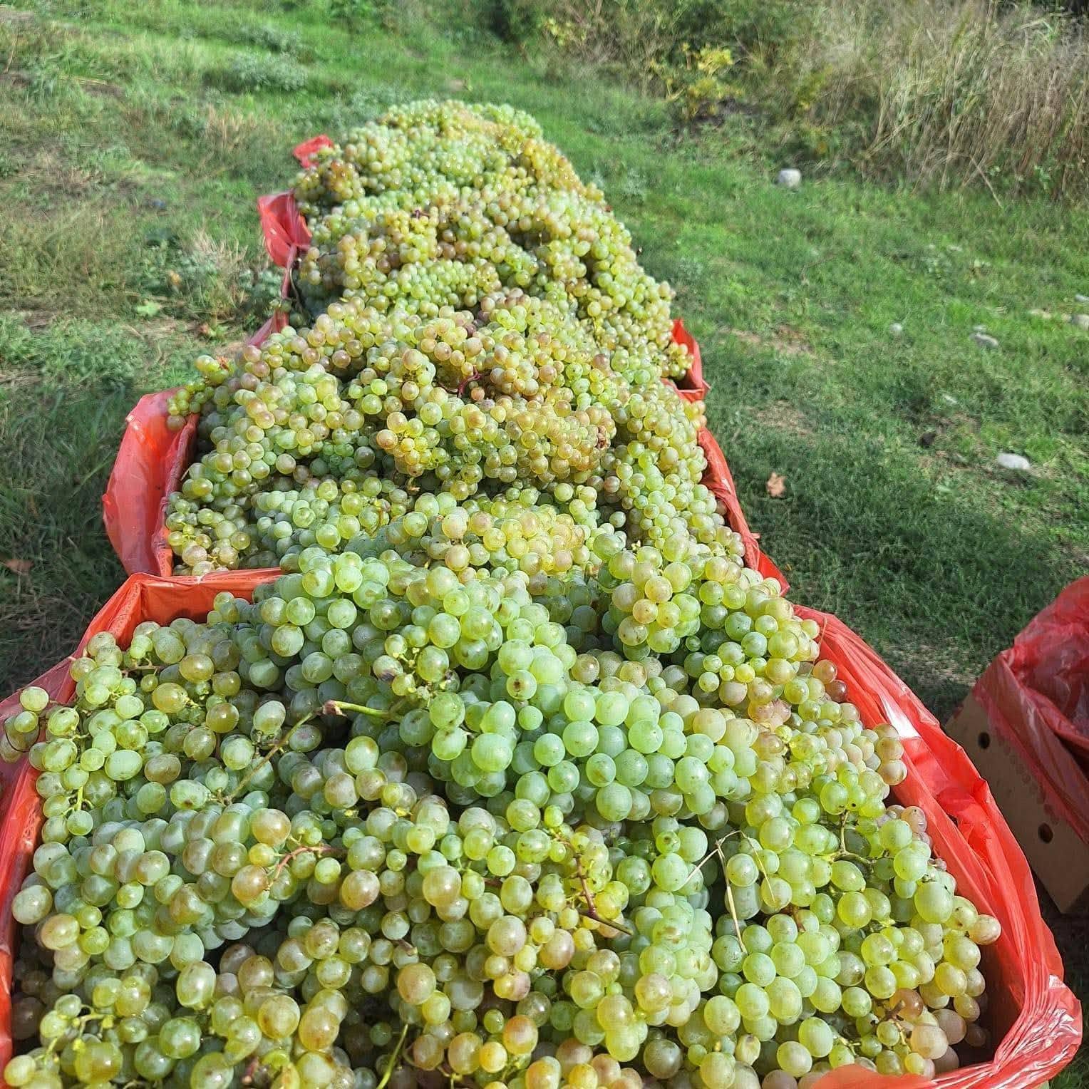 Call me. I came from Kakheti. I will bring it to you at the market price.