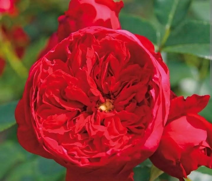 Satılık Florrentinas gül fidanları fiyatı 25