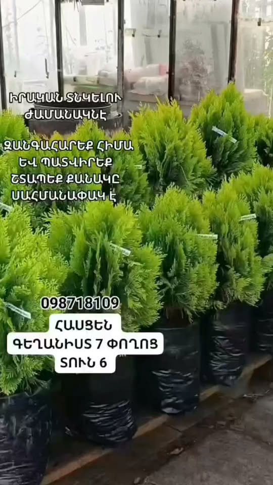 ՍՏԱՑԱՆՔ ՄԱՔՈՒՐ ՀՈԼԱՆԴԱԿԱՆ ԶԱԼԱՏԻՍՏԻ ԳՆԴԱՁԵՎ ՏՈՒԱՆԵՐ