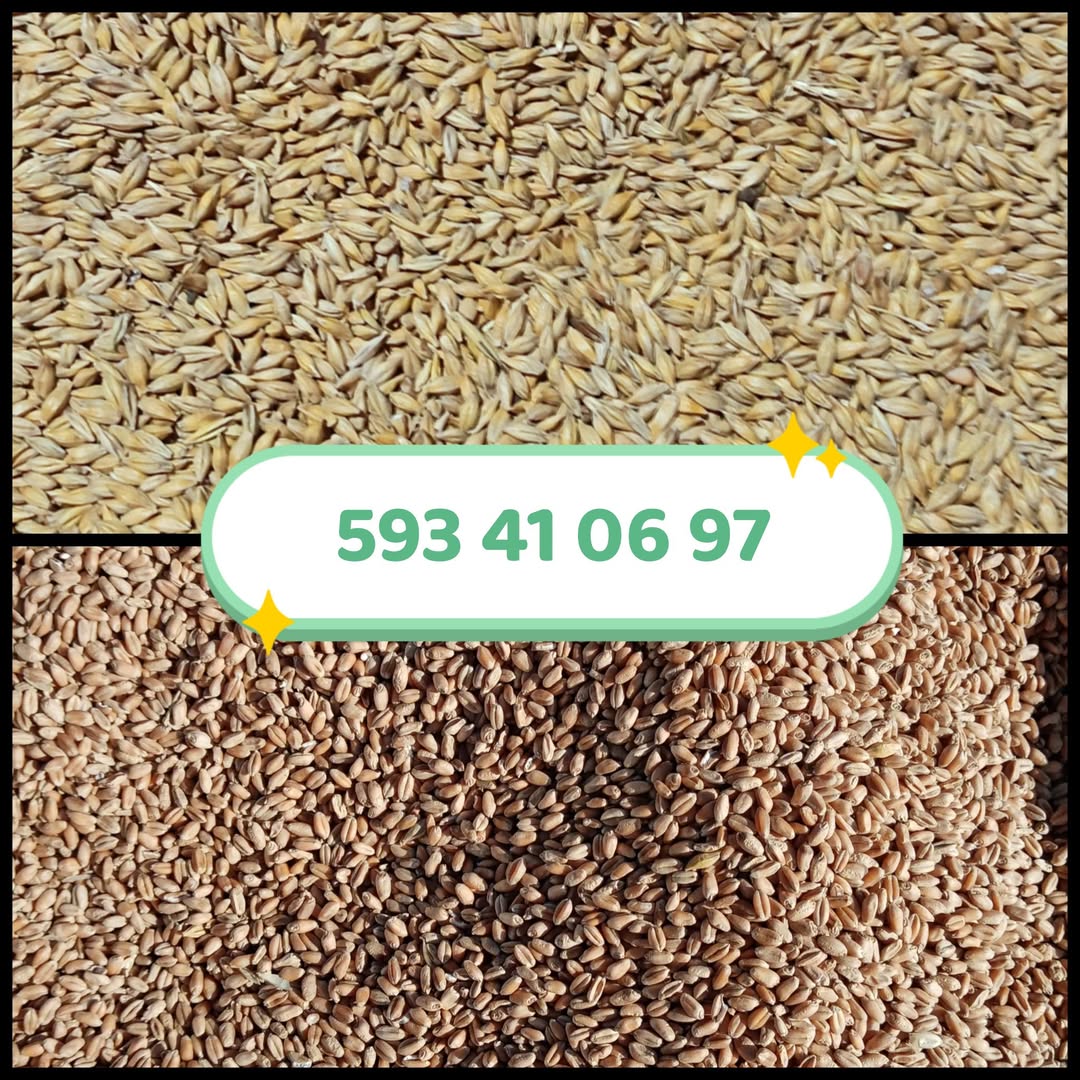 Arpa və buğda satılır - evə çatdırılır — 0.65₾