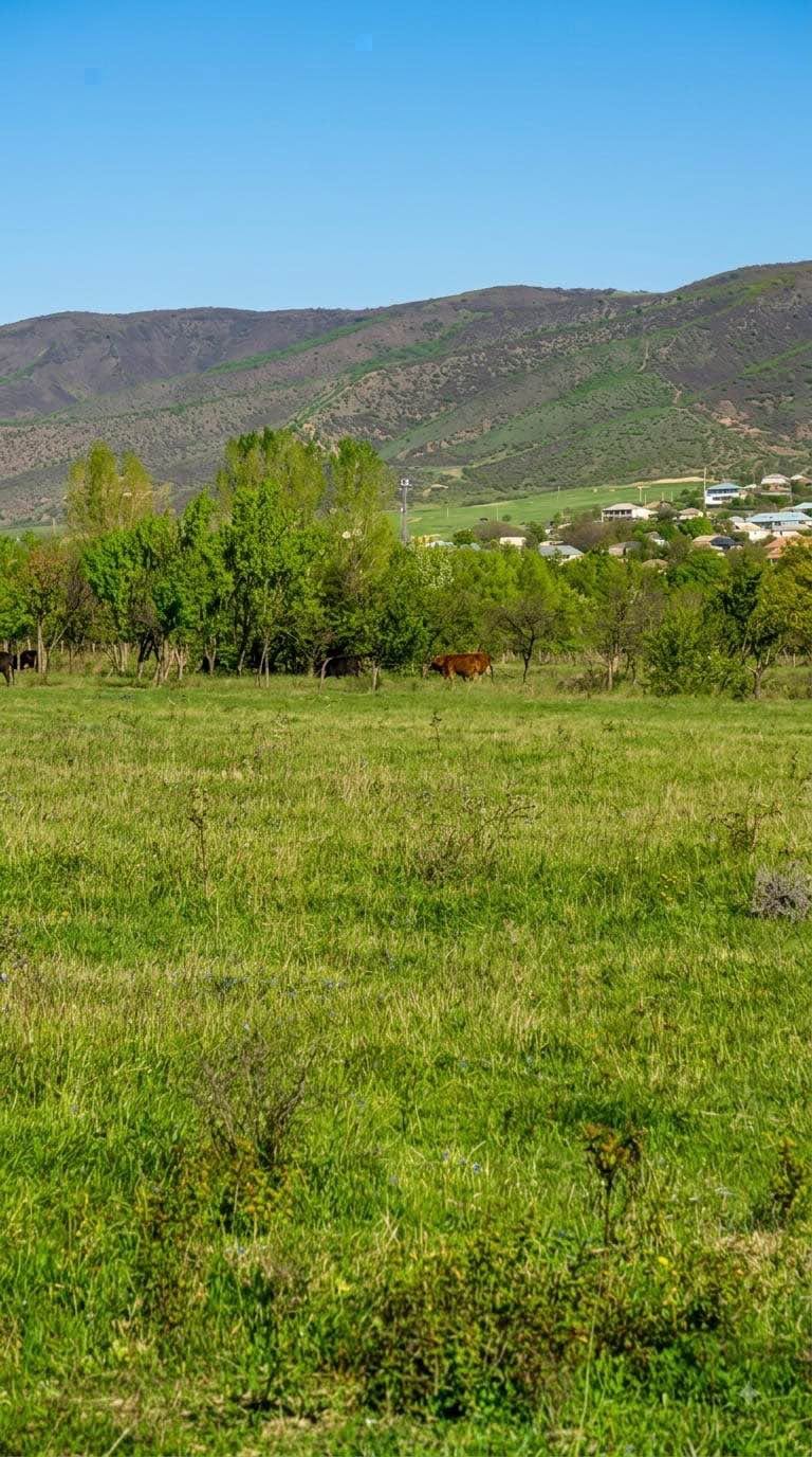 🌿 Tiflis'te 500 m² arsa -/m²!
