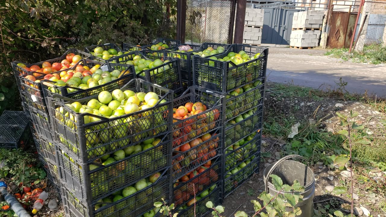 Satılır pomidor yetişmiş/yaşıl/yaxşı qiyməti 1kq 2.30