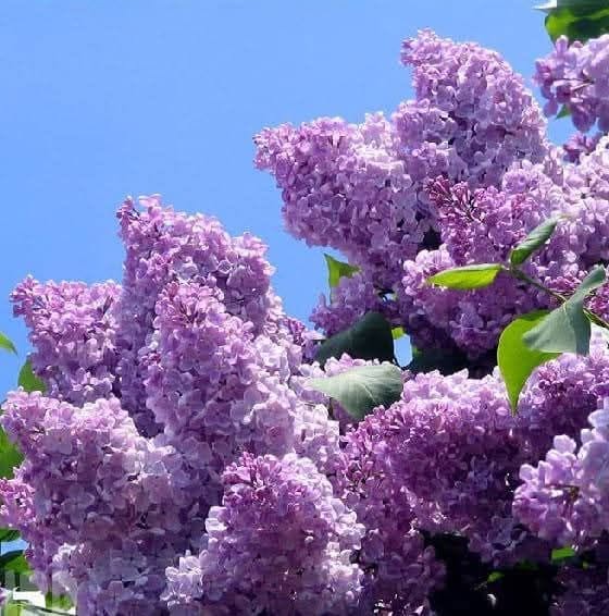 ✨ იატაკის პროფესიონალური მოხვეწა და განახლება