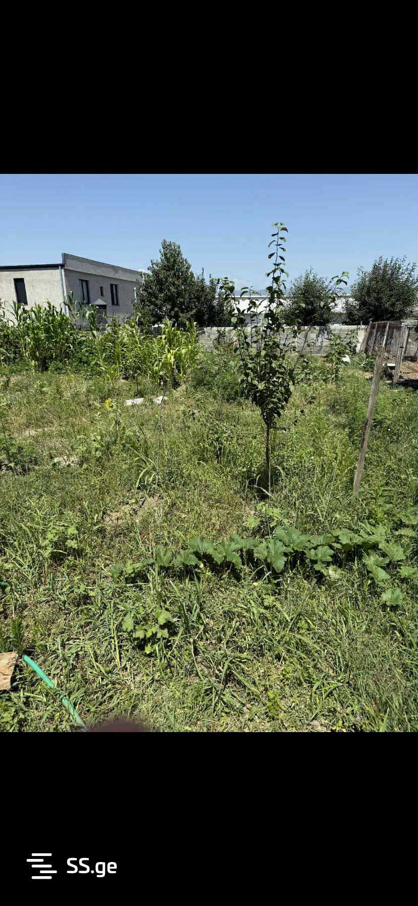 İveria Tuban'da Rehova yakınlarında arsa kiralanıyor