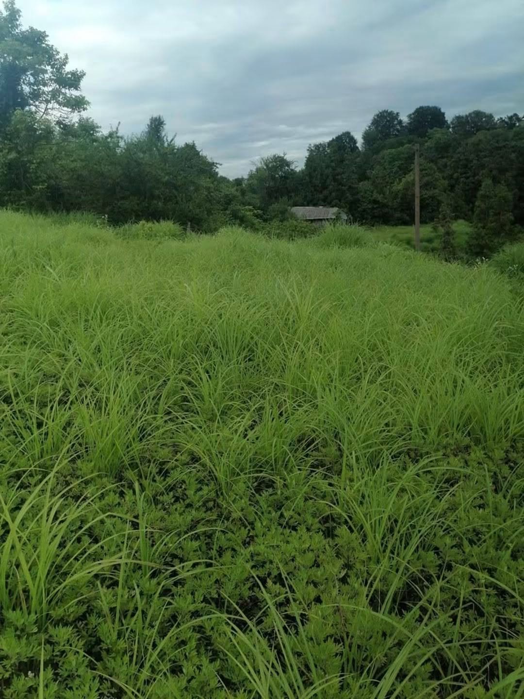 Land plot, 1 hectare, village Gvara