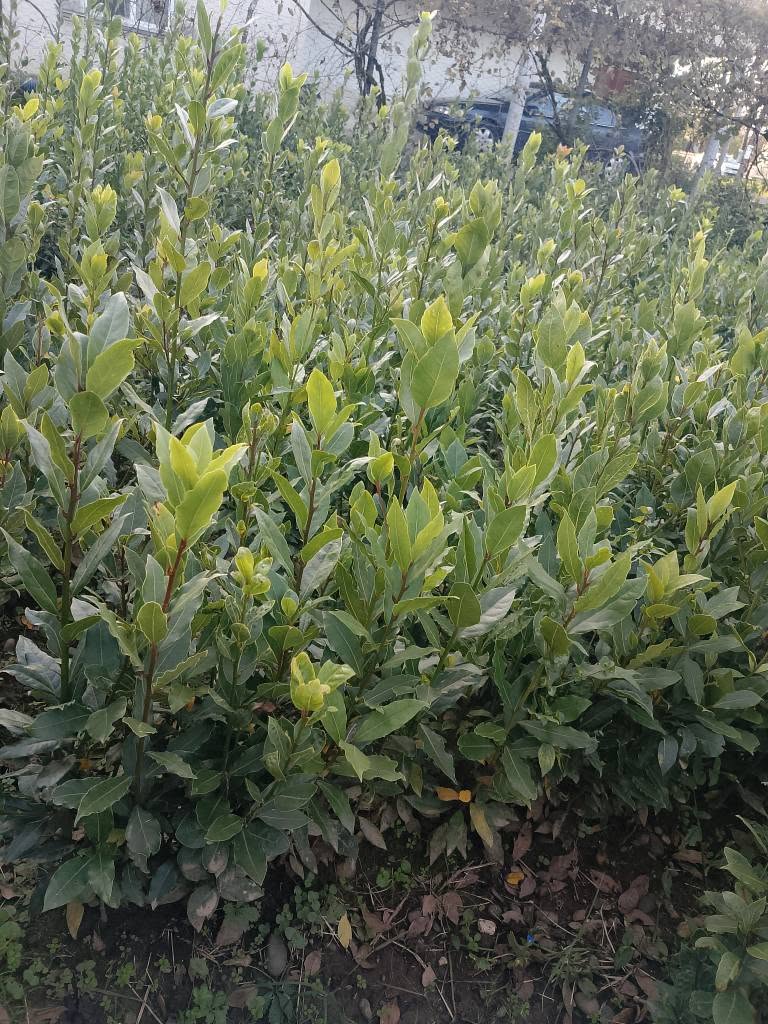 🌿 2 yaşındaki defne fidanları satılık