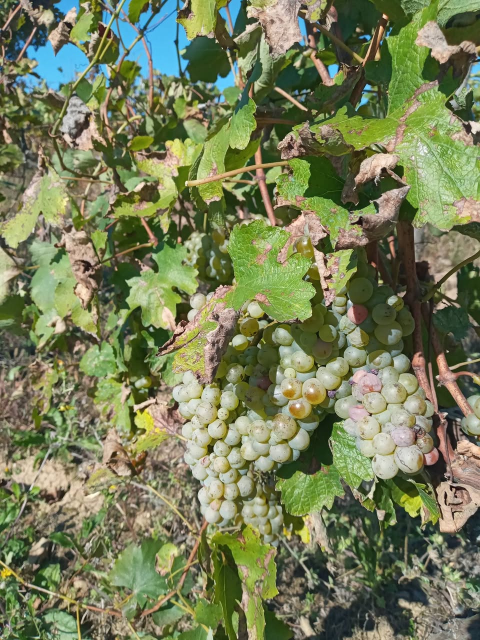Xaşuri rayonunda qarğıdalı göbələkli gorulumtverdi satılır