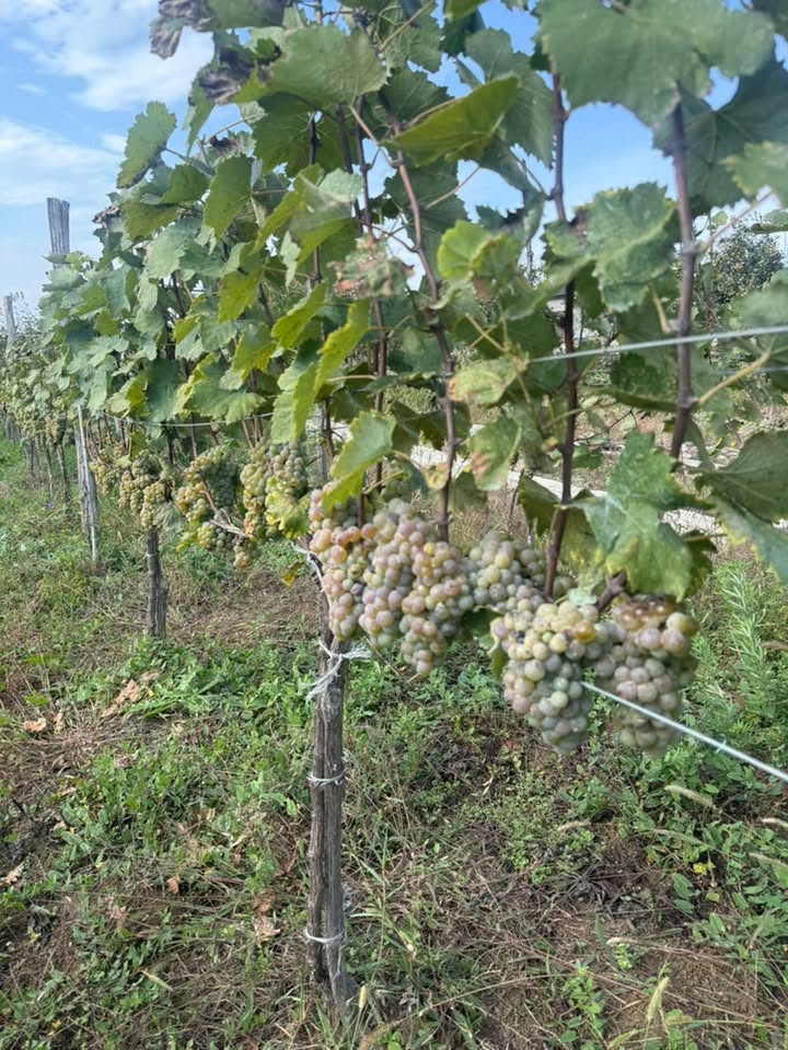 Satılır çiçək Zestafoninin qiyməti 2,50 mənə 2.5₾ var