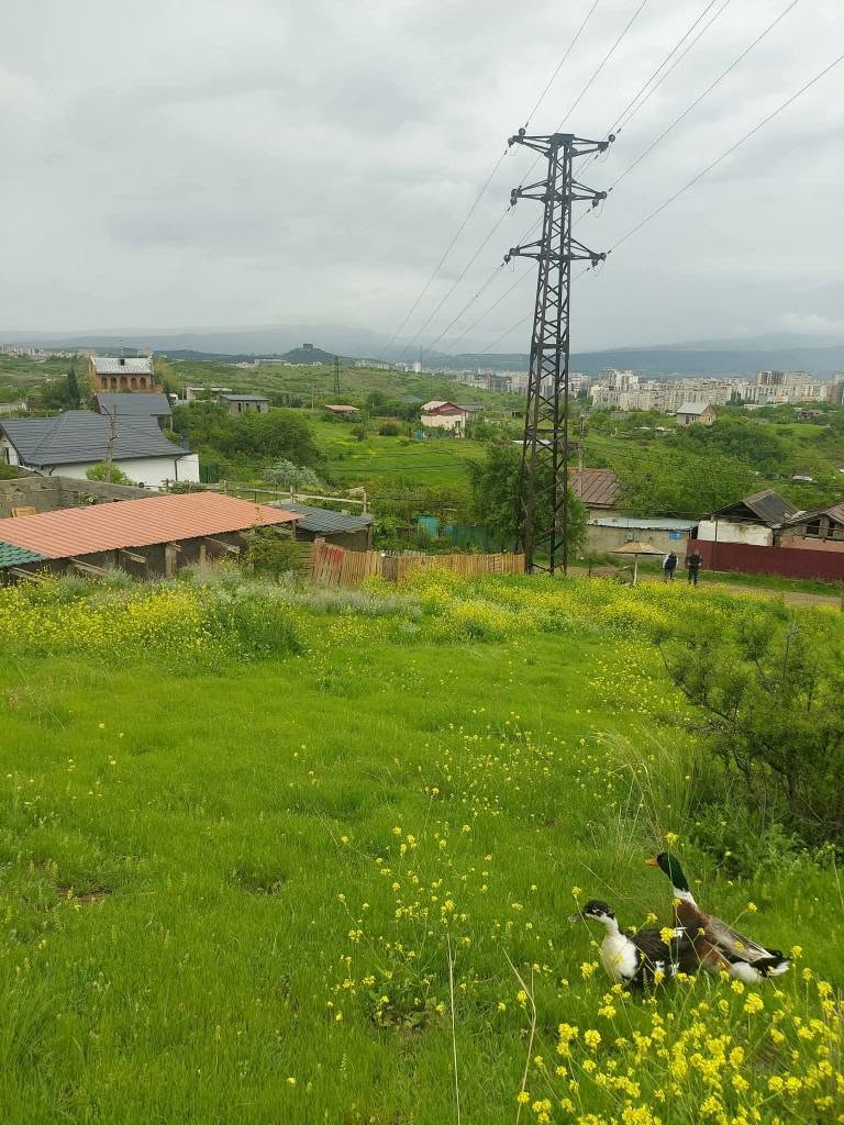 Tiflis arsa