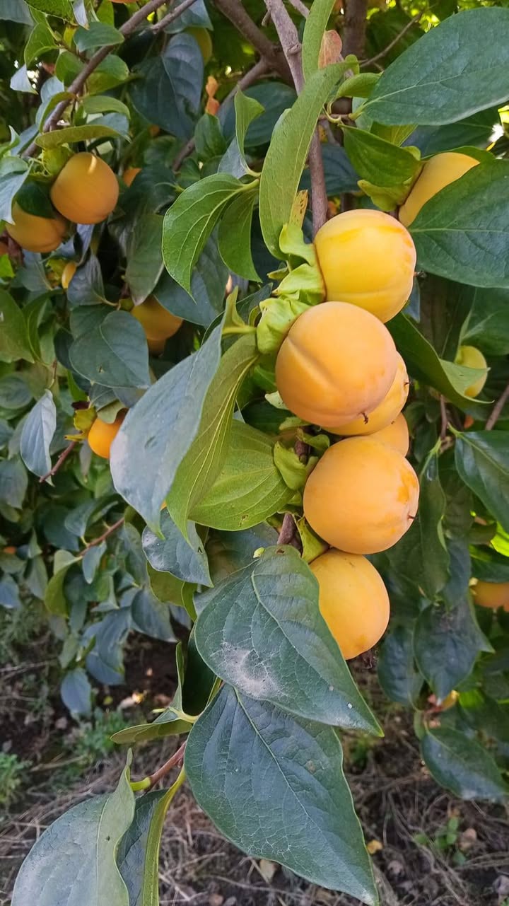 Satışta Ananas tatlı ve kaliteli olarak bulunmaktadır.