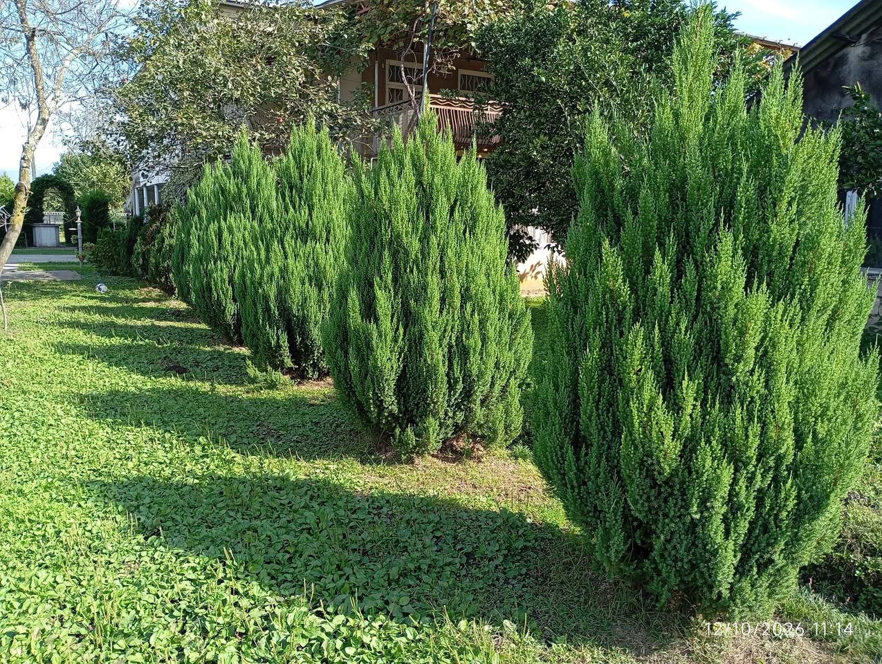 Satılık kanada çamı (kanada cinsi) 🌲 Yükseklik: — 200₾