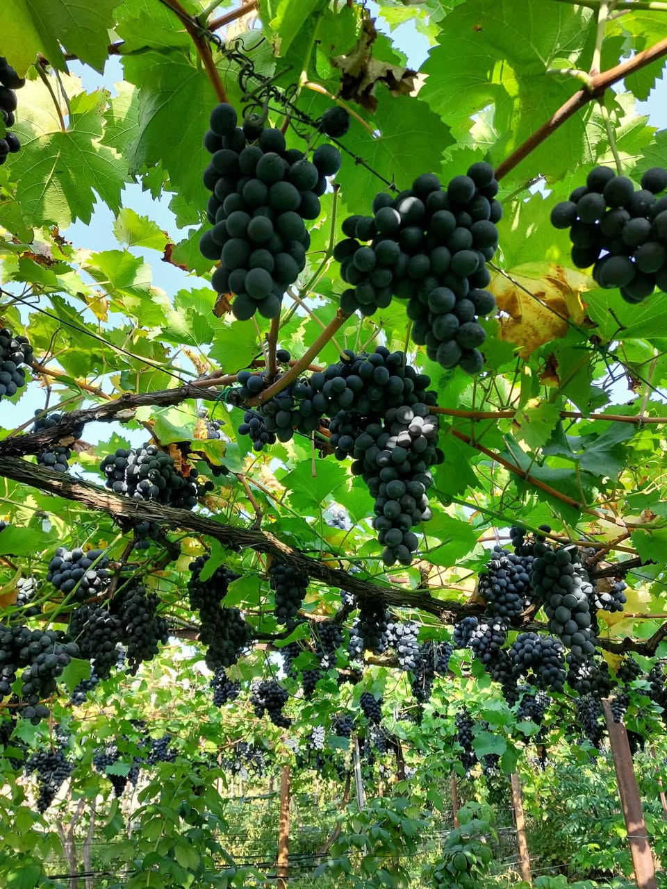 For sale black Aladasturi and white Svaneti grape varieties
