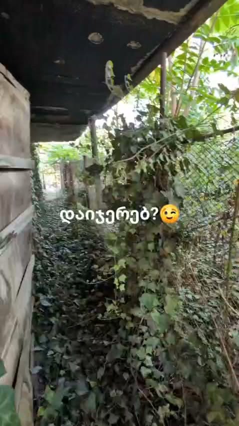 İnanırsın 😉 🌿 Terk edilmiş bir avludan düzenli bir bahçeye