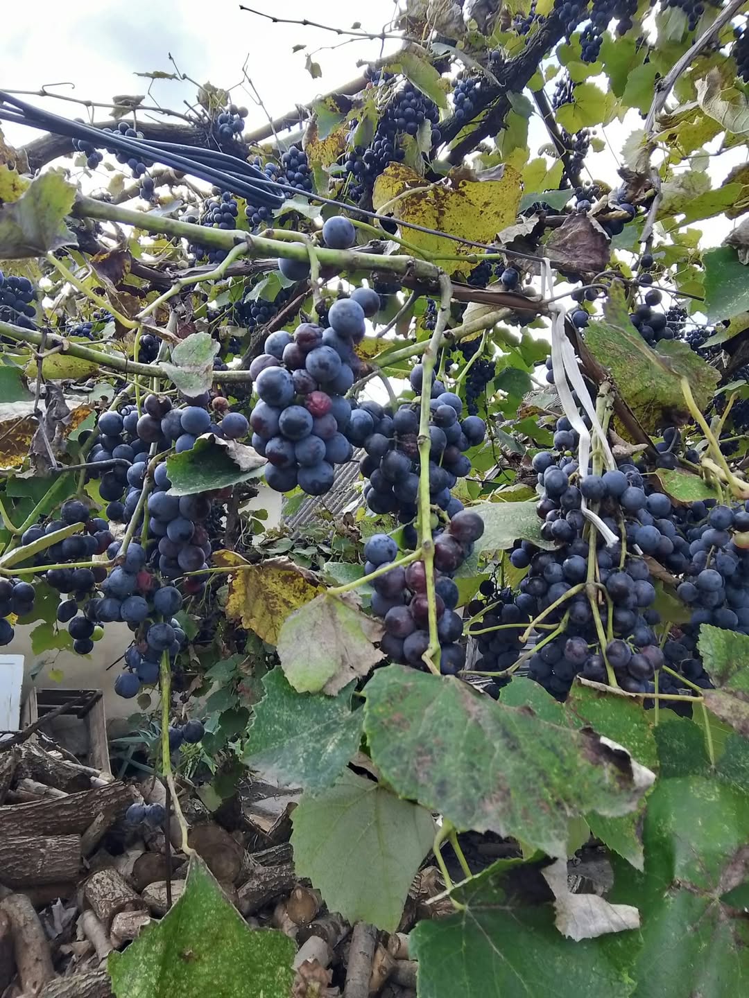 Продаю виноград адес! Цена по договоренности