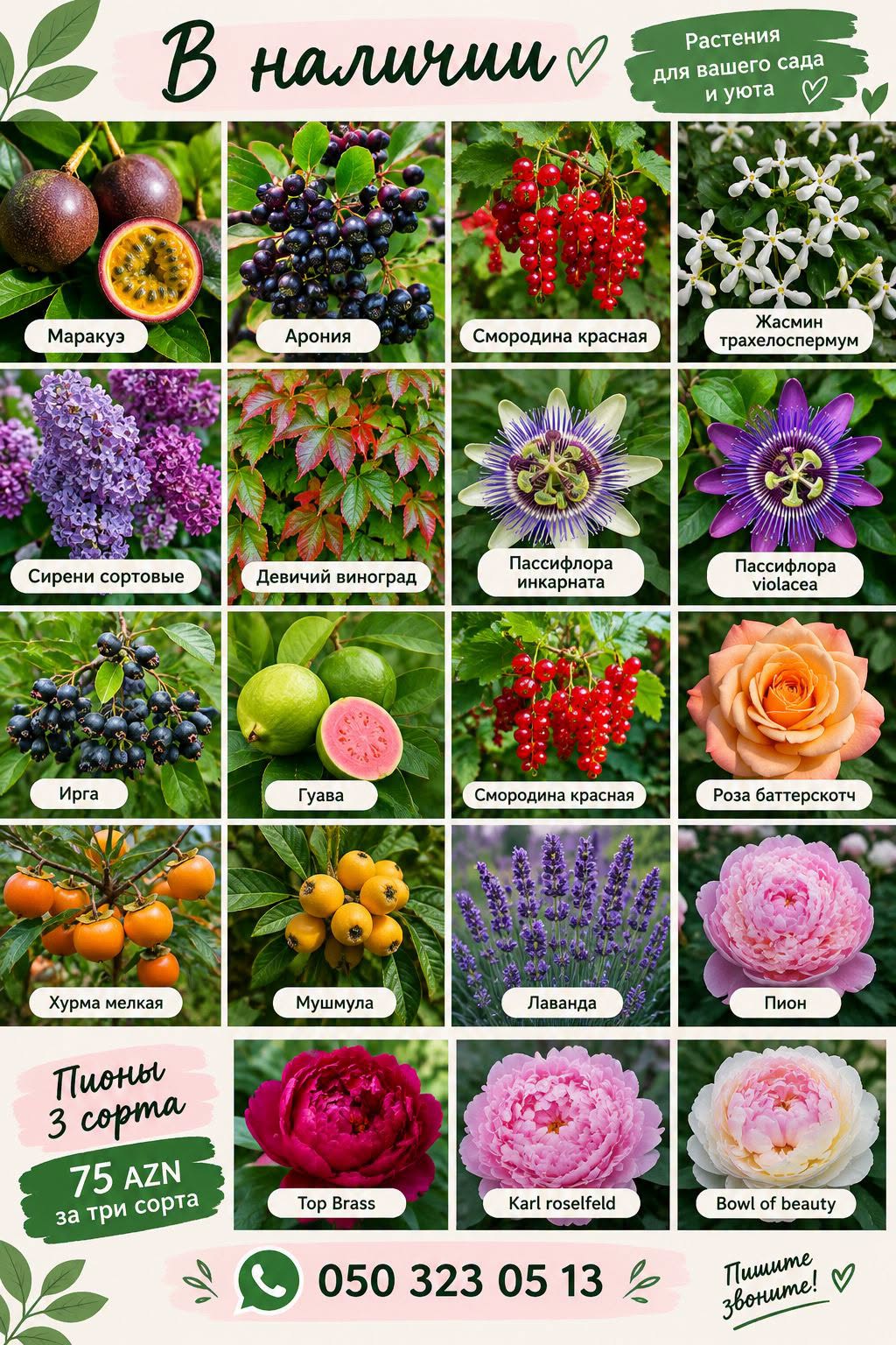 🌿🌸 РАСТЕНИЯ В НАЛИЧИИ! 🌸🌿 Для — 75₼