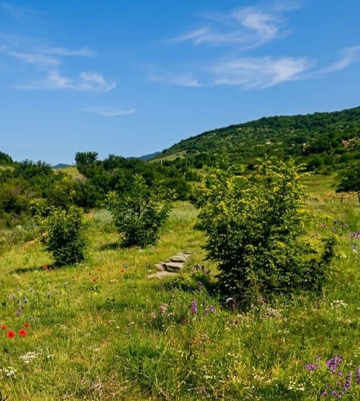 🌲 ულამაზესი ბუნება და სიმშვიდე მამკოდაში!
