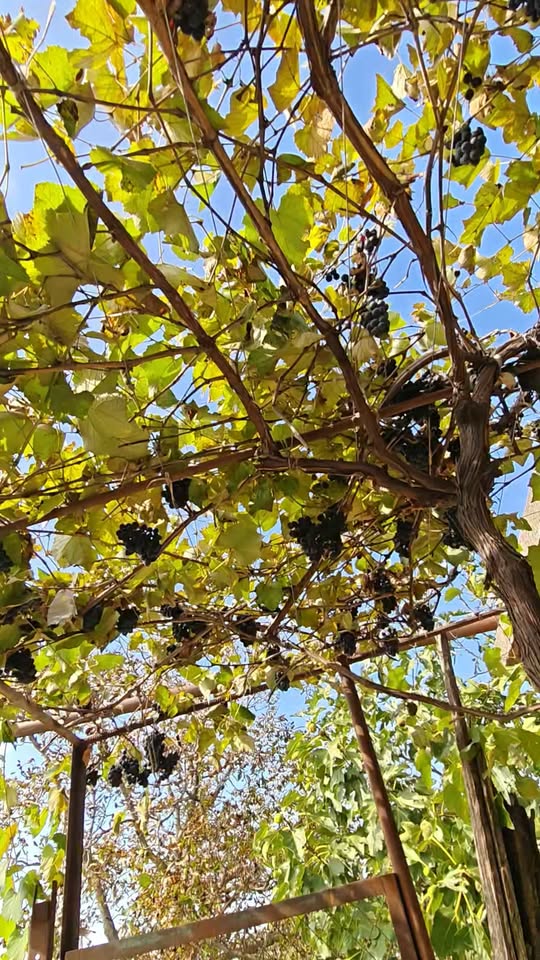 Hasat adese 150-200 kilo civarında olmaktadır