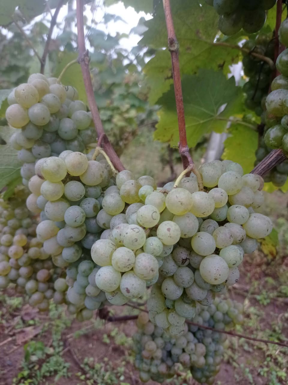 Zestafonda, Kvemo Sazano köyünde, çilek - 2.5₾