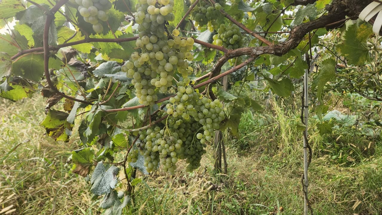 Ən yaxşı çiçək kolikauri və krahuna satılır