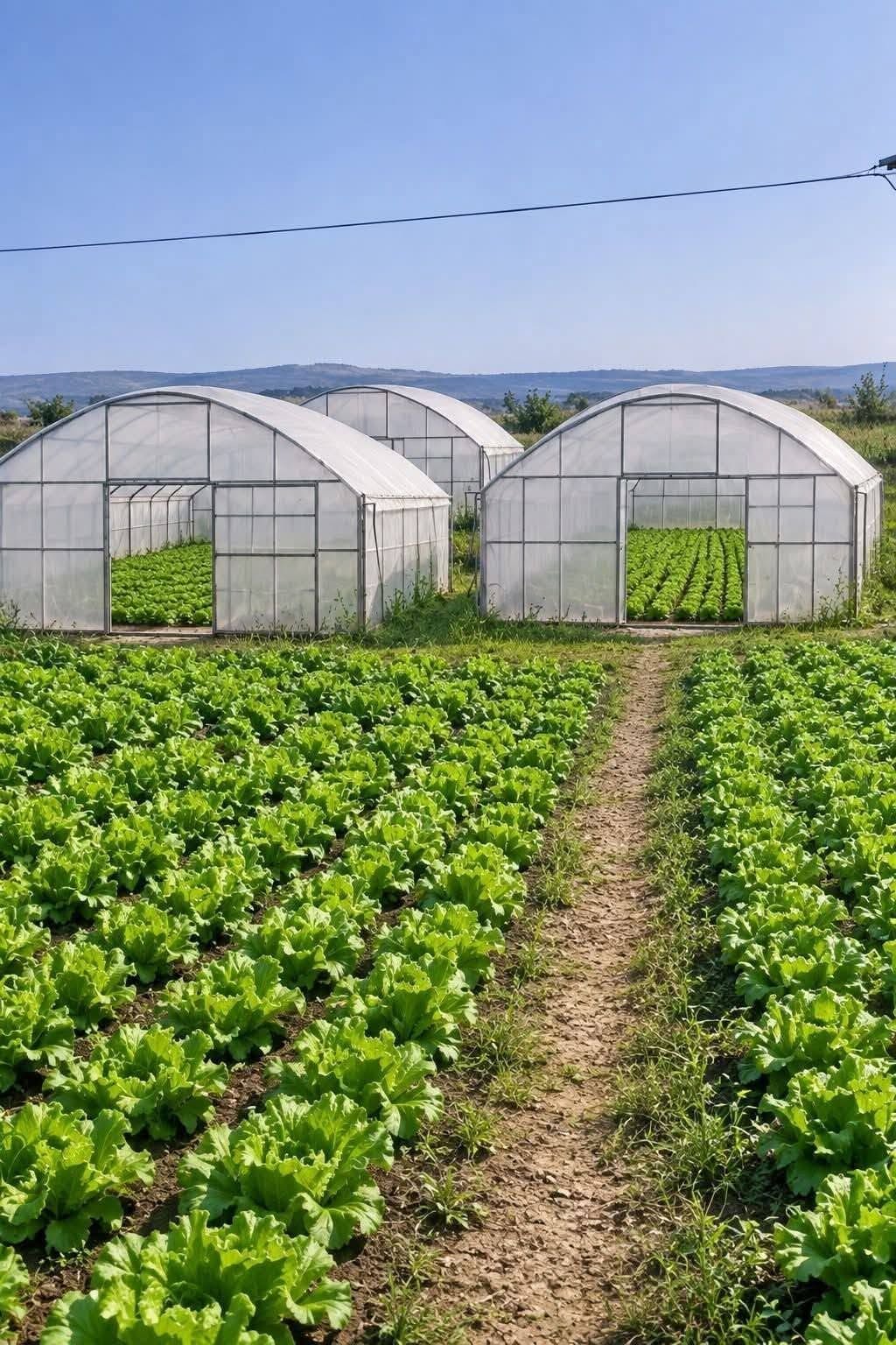 🌱🚜 #იყიდება მზა სასათბურე ბიზნესი — — 260,000₾