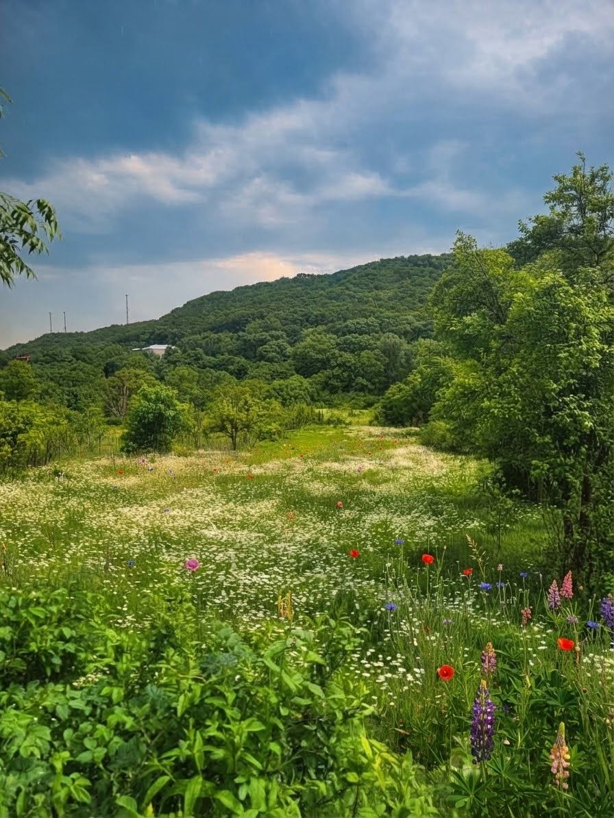 Ucarma'nın en iyi teklifi! 📍 1,000 m²