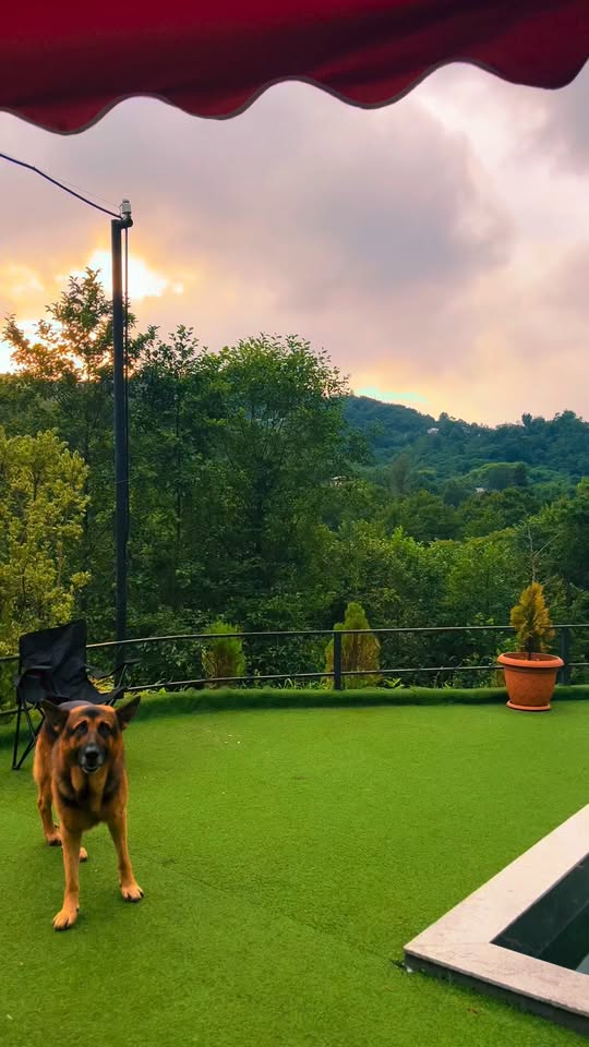 🌿 Tam sərinlik "Meşə kənarı cottage"-da kəşf edin