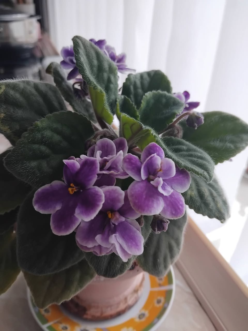 Violet houseplant seedling