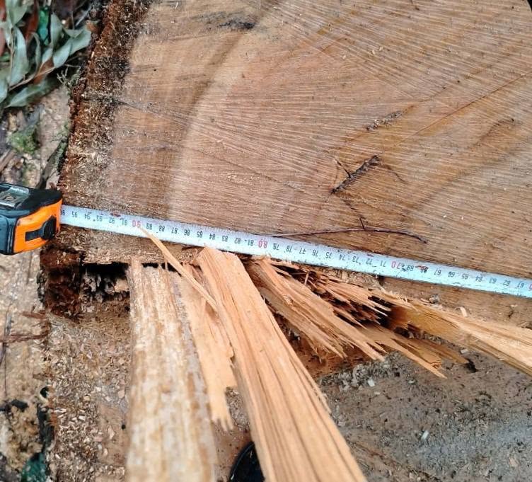 Satılır evkaliptin mörcü D=40-90 sm-ə qədər, uzunluğu