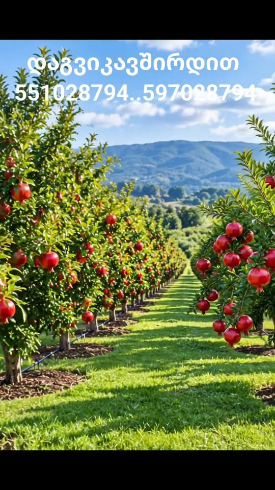 🌳🍎 Bahçecilikte meyve fidanlarının büyük çoğunluğu — 15₾