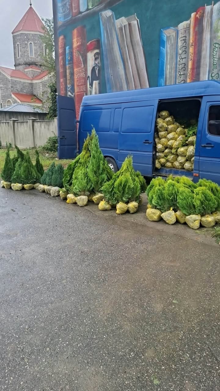 Продаются вечнозеленые растения 🌲 разного вида и