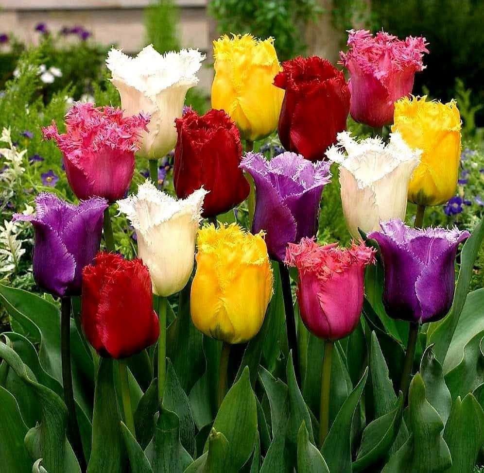 🔥🪻🌷 ფასდაკლება ყვავილების ბოლქვებზე‼️ 🪻🌷🔥 🍁