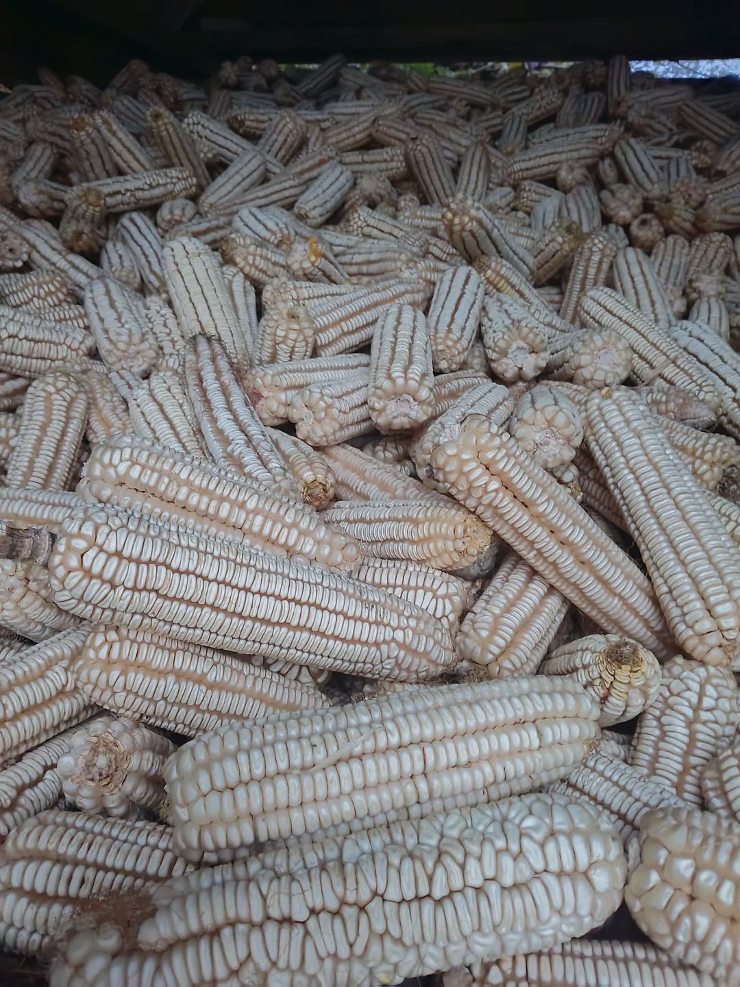Abasha'da Gürcü mısır satılır 1 kilo — 2₾