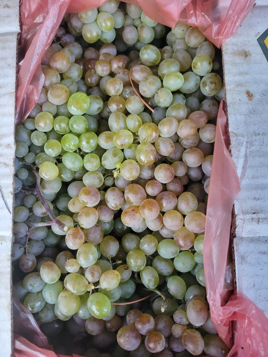 For sale red beet sugar 22 village Manavi — 1.8₾