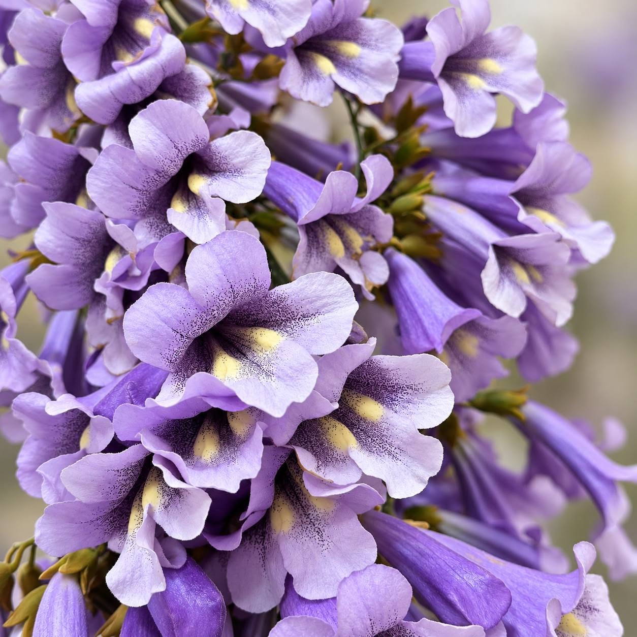 Paulownia is a fast-growing tree — 10₾