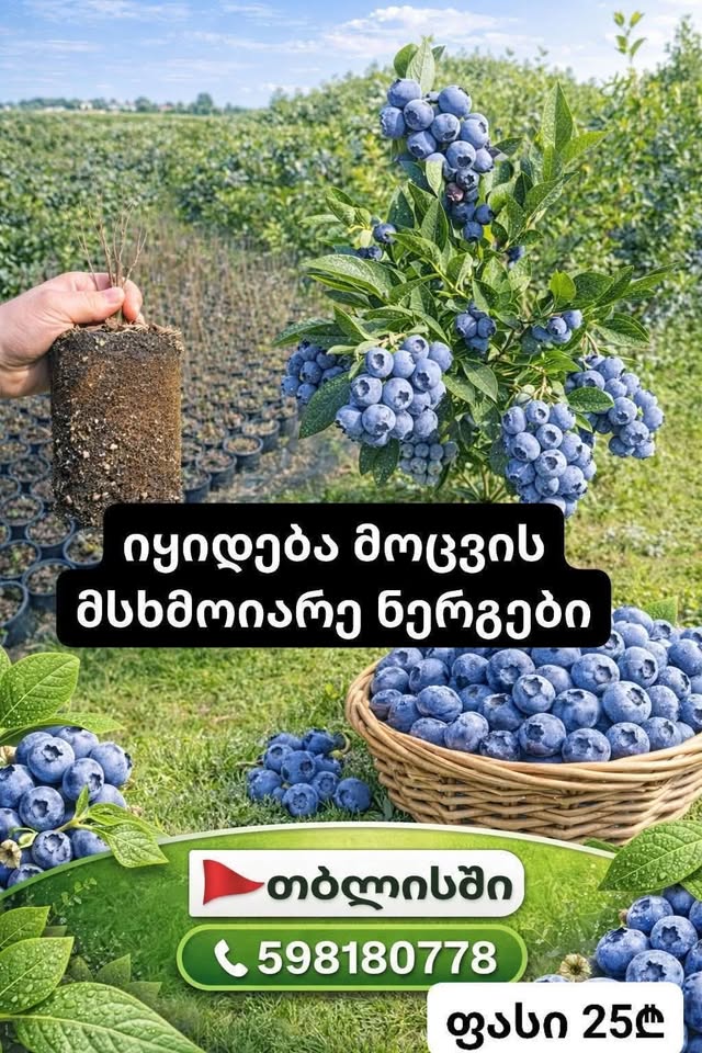 🫐იყიდება ლურჯი მოცვის მსხმოიარე 2 წლიანი — 25₾
