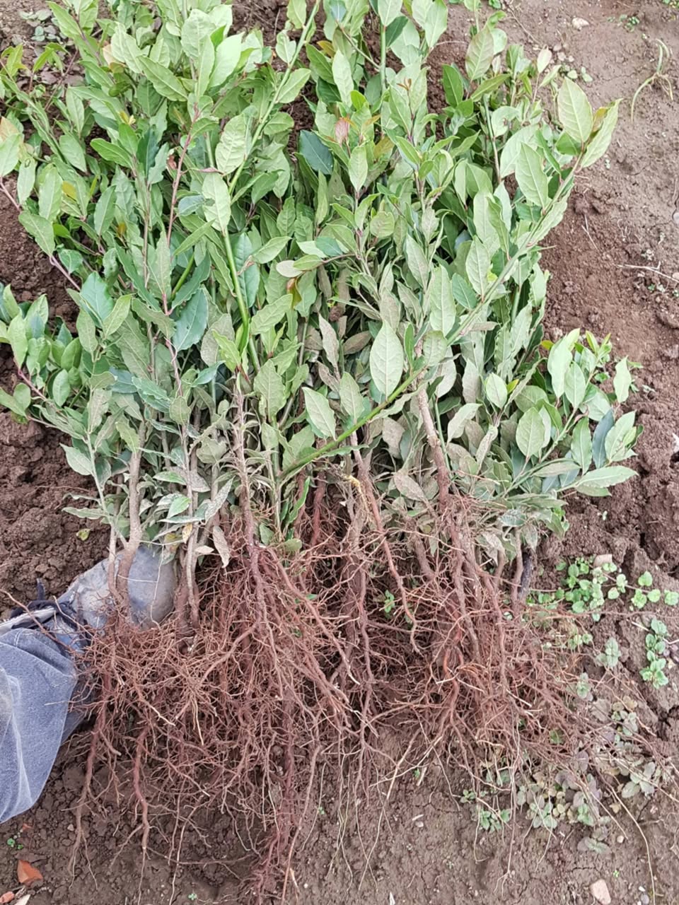 Bay laurel seedlings for sale, thanks to admin