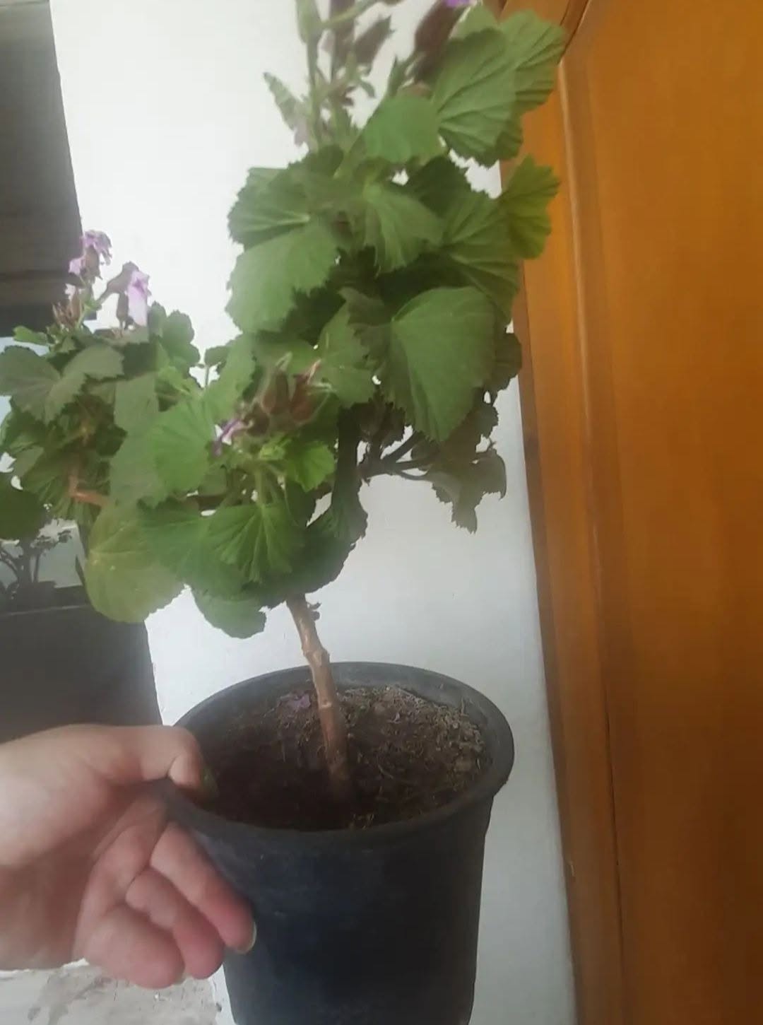Hepsi 5 azn (oda gülü, kaktüs, limon)
