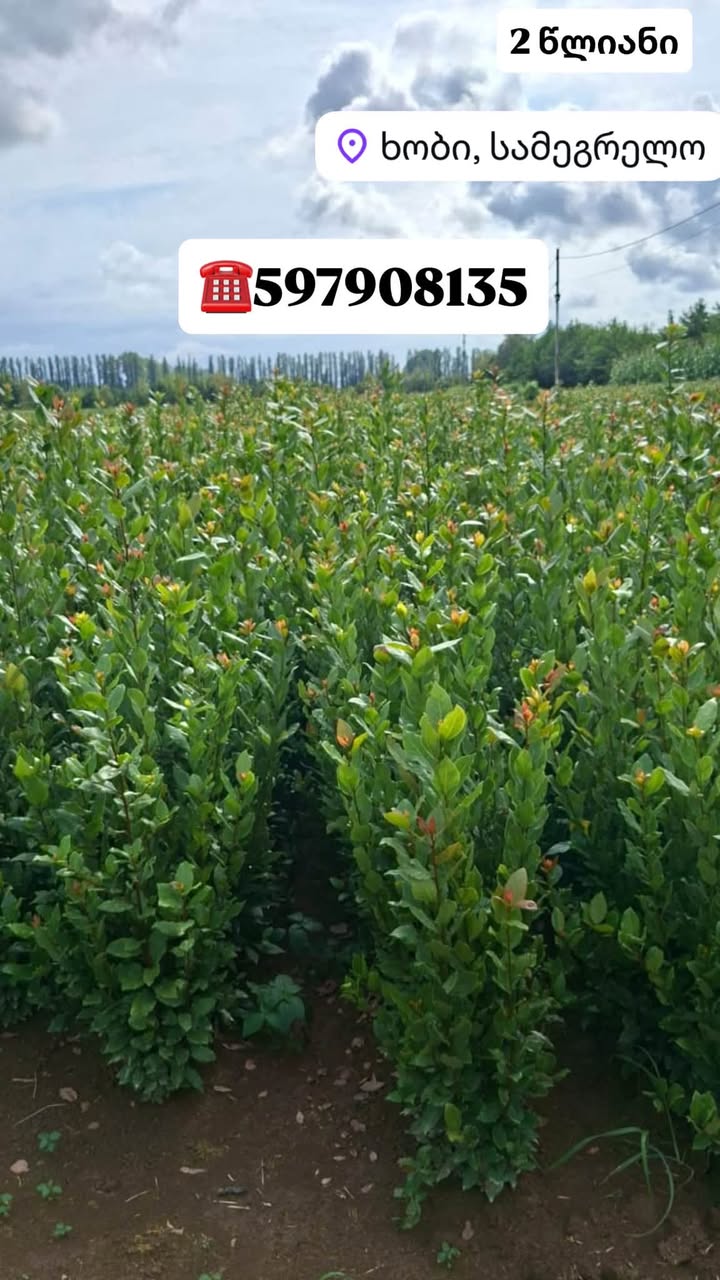 Defne 2 yıllık fidanları satılır (Hob'da) (geniş yapraklı,