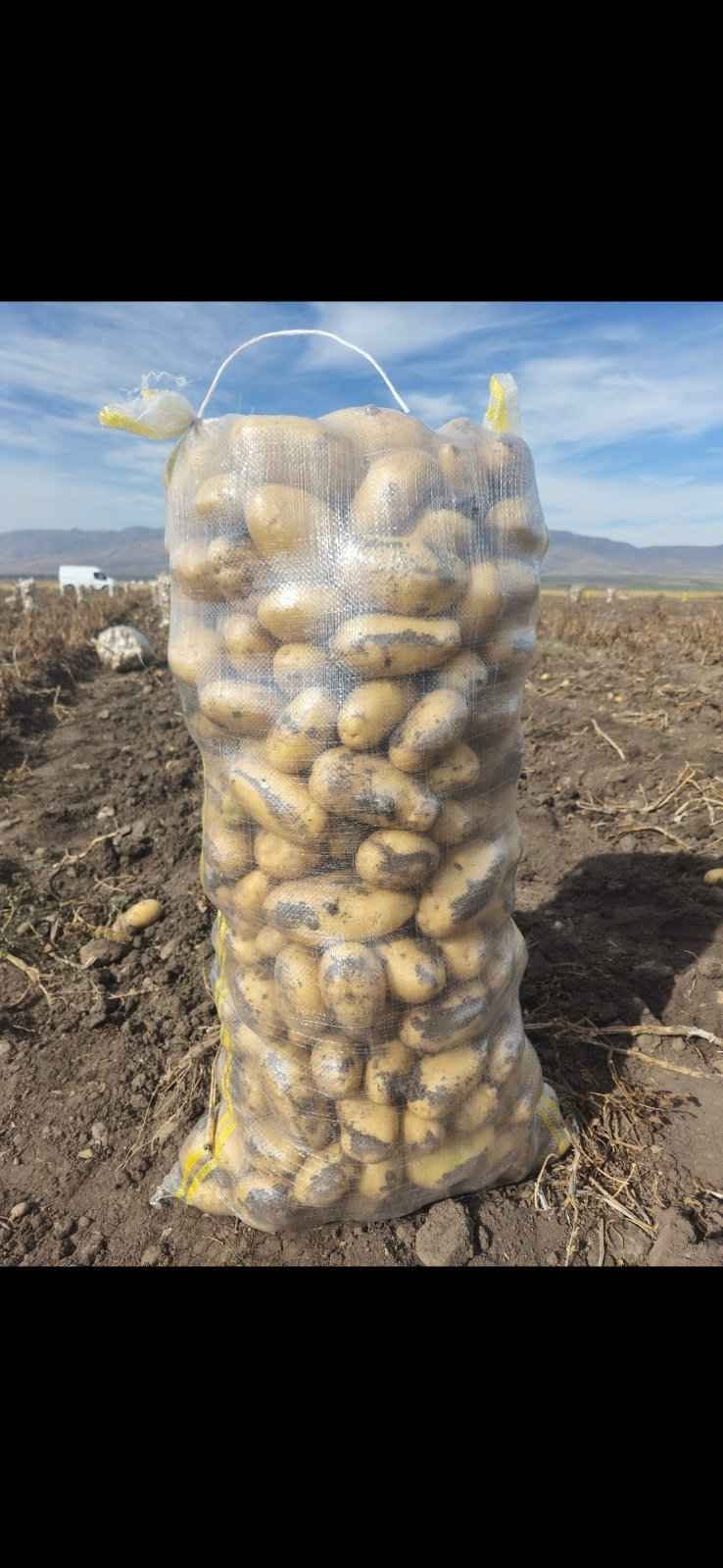Առկա է Վարդենիսի Դեղին,համով,մատչելի կարտոֆիլ Երևանում