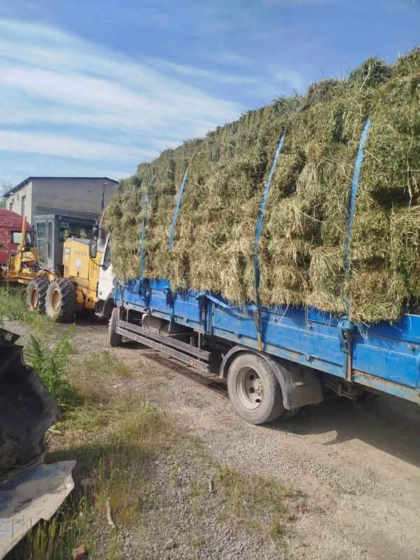 Aspınzhın otu, 25kg-dan yuxarı yaşıl xashxaş, qiymət necədir