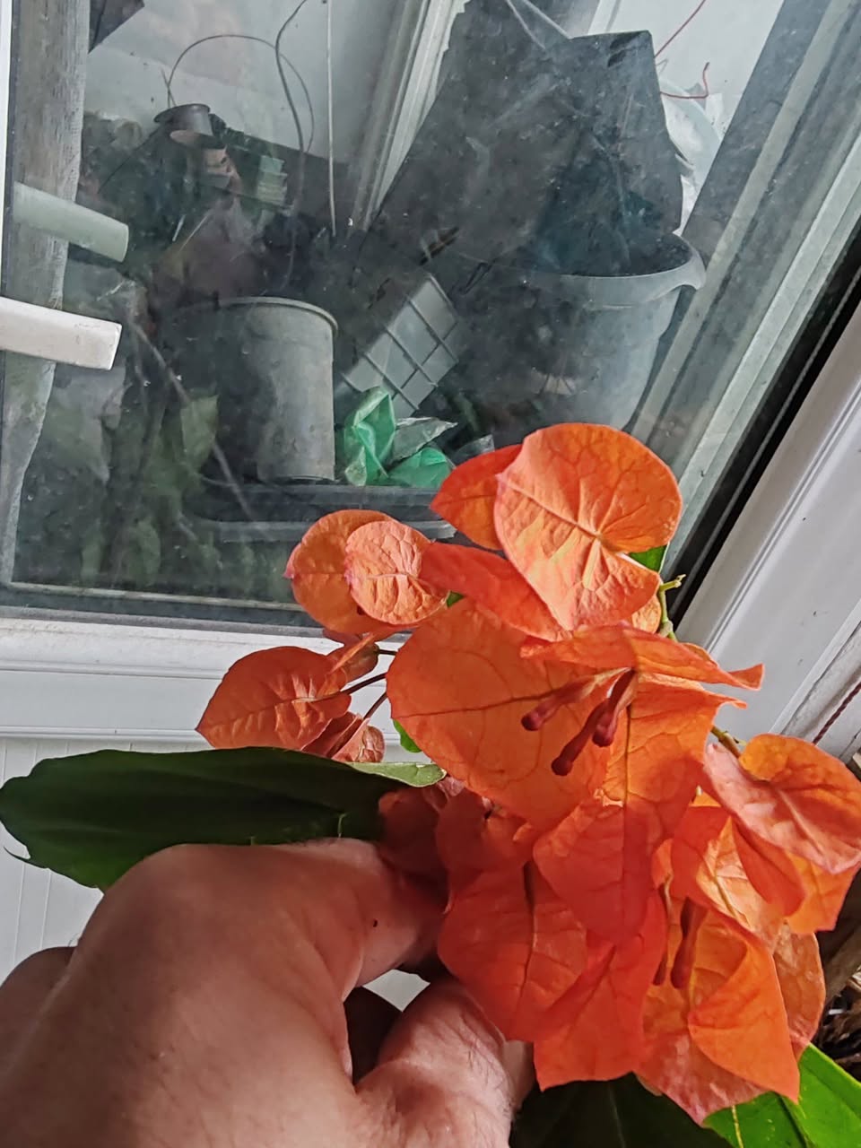 Şık çiçek açan bögünlüzleri satıyorum, renk şık.