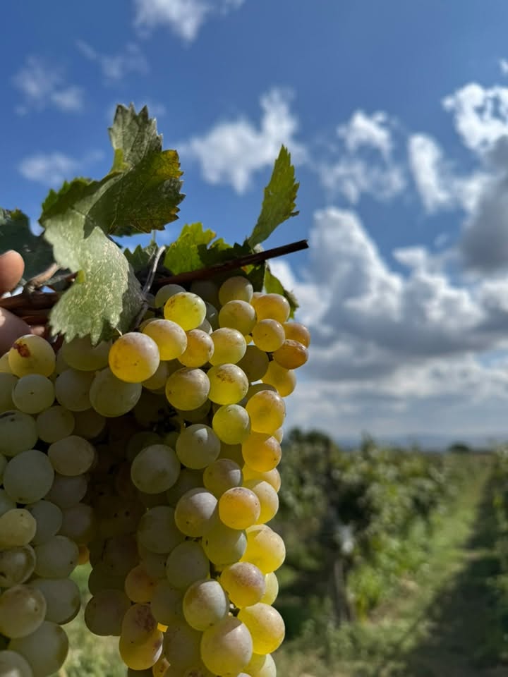 Qarğıdalı rəngli üzüm 1,30-dək təzə yığılıb — 1.3₾