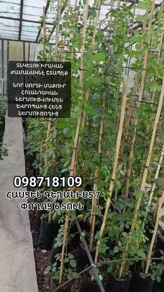 ՆՈՐ ՍՈՐՏԻ ՄԱՔՈՒՐ ՀՈԼԱՆԴԱԿԱՆ ՄԱԳԼՑՈՂ ՎԱՐԴԵՐ