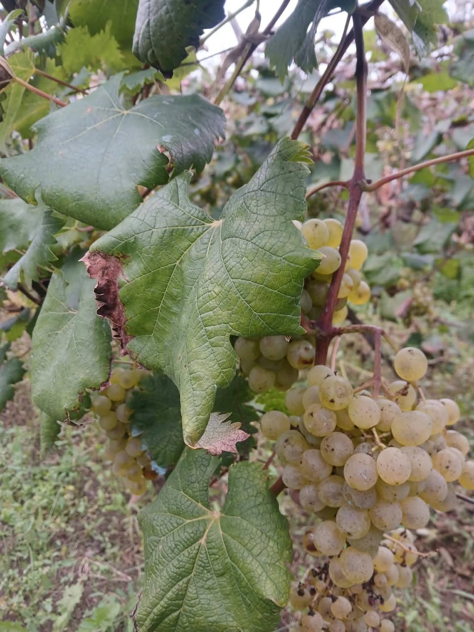 For sale tsitska-tsolikouri, sugar content - 21 (some